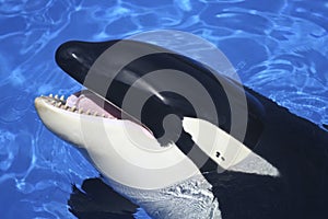Pohľad zblízka na zabijak veľryby ústa 