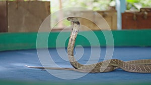 Close-up of King Cobra breathing at the arena show of Mae Sa Snake Farm in Chiang Mai, Thailand - slow motion