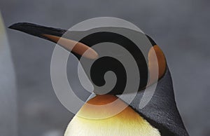 Close-up of King Penguin (Aptenodytes patagonicus)