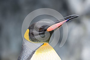 Close up King Penguin (Aptenodytes patagonicus) face.