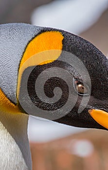 Close up of King Penguin in breeding plumage