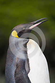 Close-up of a King Penguin in Cape Town, South Africa