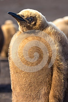 Close up King Penguin Chick (Aptenodytes patagonicus)
