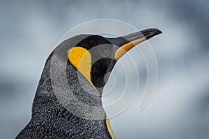 Close-up of king penguin looking at camera