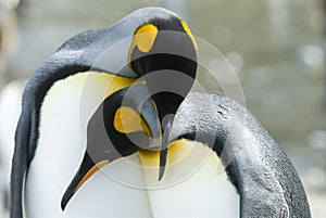 Close-up of king penguin looking at camera