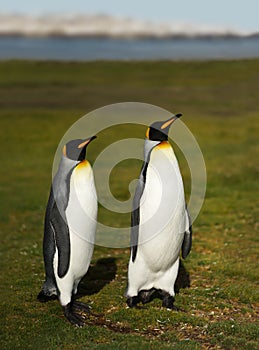 Close up of King penguins in Falkland Islands