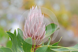 Close up of  King protea bud , Protea cynaroides bud is blooming