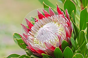 Close up of  King protea ,  Protea cynaroides is blooming