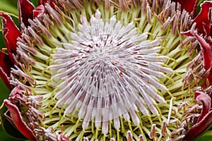 Close up of  King protea ,  Protea cynaroides is blooming