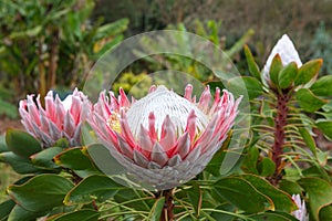 Close up of  King protea, Protea cynaroides  are blooming