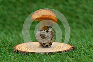 close-up of king\'s egg on wood stump horizontal view photo