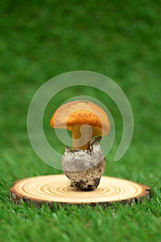 king\'s egg on wooden stump photo