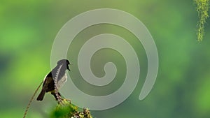 Close up of a King of Saxony with long head feathers in tropical forest