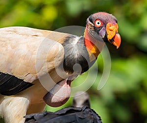 Close up of King vulture Sarcoramphus papa  with a full gullet from eating