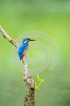 Close up of a Kingfisher, Alcedo Atthis, fishing