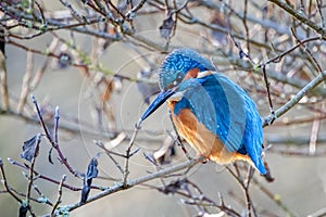 Close up of a Kingfisher perched on a branch against blurred background