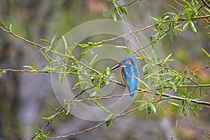 Close up of Kingfisher perched on branch among spring foliage