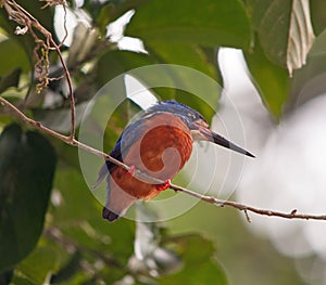 Close up of kingfisher in tree in borneo