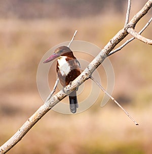 Close up of a Kingfishers or Alcedines on the dry branch