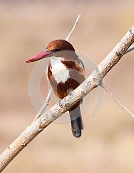 Close up of a Kingfishers or Alcedines on the dry branch