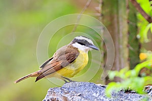 Close up of a Kiskadee bird perched on a rock with a natural green background