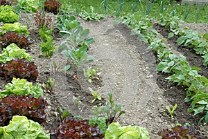 Close up on a kitchen garden