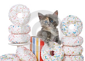 Close up kitten in birthday present box surrounded by donuts