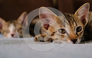 Close up kitten face sleep and looking on towel and blur kitten and brown sofa in background, warm, dark tone, and text space