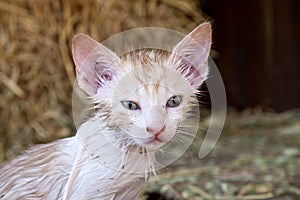 Close-up of kitten with fleas