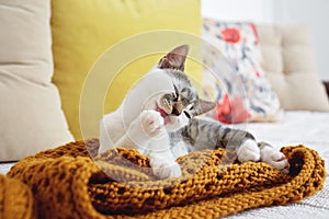 Close up of kitten laying on sofa and licking his paw