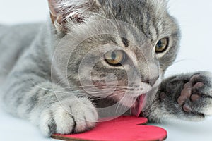 Close-up a kitten licks a paw, lies on a white background, in front of him is a small heart. The concept is love for