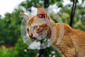 A close-up of Kittens.