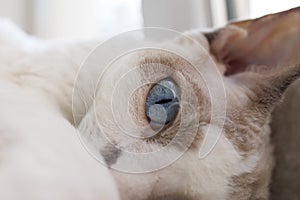 A close-up of a kitty's eye. White Devonrex kitty with blue eyes