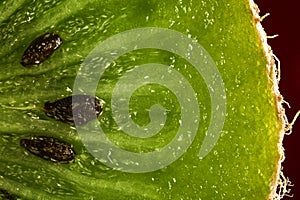 close up of a kiwi