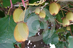 close-up of kiwifruit on plant. harvesting kiwifruit on kiwi plant lots of fruit hanging down