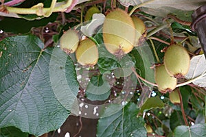 close-up of kiwifruit on plant. harvesting kiwifruit on kiwi plant lots of fruit hanging down