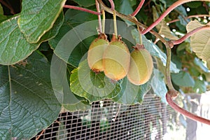 close-up of kiwifruit on plant. harvesting kiwifruit on kiwi plant lots of fruit hanging down