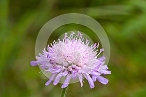 Close Up of a Knautia macedonica flower. The common names of these flowers are a variant of widow flower.