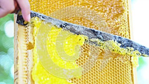 A close-up knife opens honeycomb with honey on frame made of beehive. Honey production technology and manual work in apiary