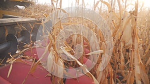 Close up knifes of harvester cutting dry maize stems during harvesting at autumn season. Combine gathering corn crop in