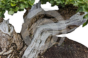 Close up of a knobby trunk