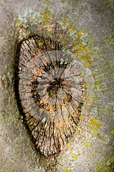 close up of a knot in a mossy tree bark