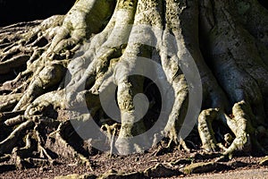 Close up of knotted roots