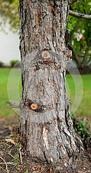 Close up of knotty pine tree trunk. Rough and weathered. Standing alone.