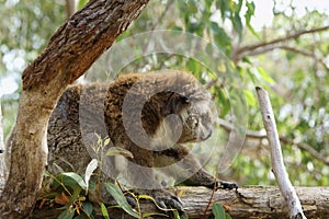 Close up of koala