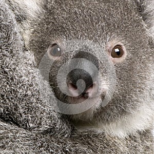 Close-up of Koala bear, Phascolarctos cinereus