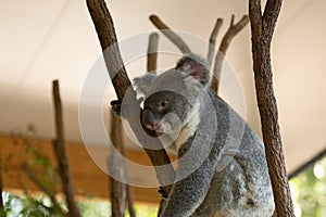 Close up of Koala Bear or Phascolarctos cinereus, sitting high up