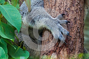 Close up of Koala claws