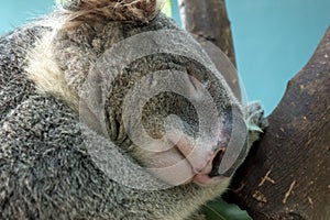 Close up of Koala head shot