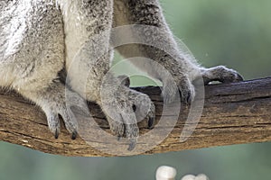 Close up of Koala paws